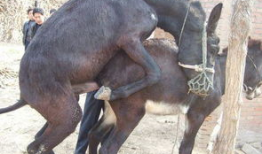 驴交配视频,自然繁殖的奇妙瞬间