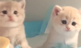 可爱不可爱,谁才是真正的萌宠之王？